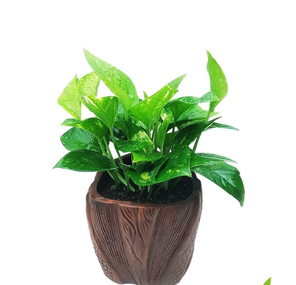 Money Plant